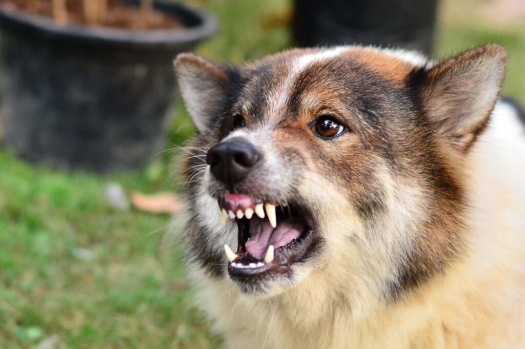 ¿El perro de mi vecino me acaba de morder, ¿y ahora qué? Consejos de un bufete de abogados especializado en mordeduras de perro.